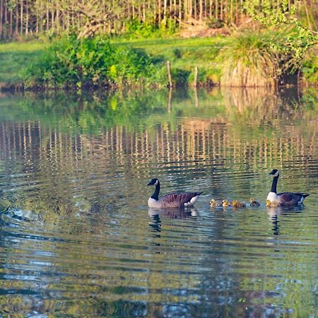 Beautiful Willow Lodge 67-4-6 Persons-Private Hot Tub-Pet Friendly-Tranquil Holiday Away From It All Yet Not Far To St Austell-The Holiday Home Has Two Bedrooms, Living & Dining Area, Equipped Kitchen -Decking-Al Fresco Dining-Fishing Lakes-Pet FrienGrampound エクステリア 写真