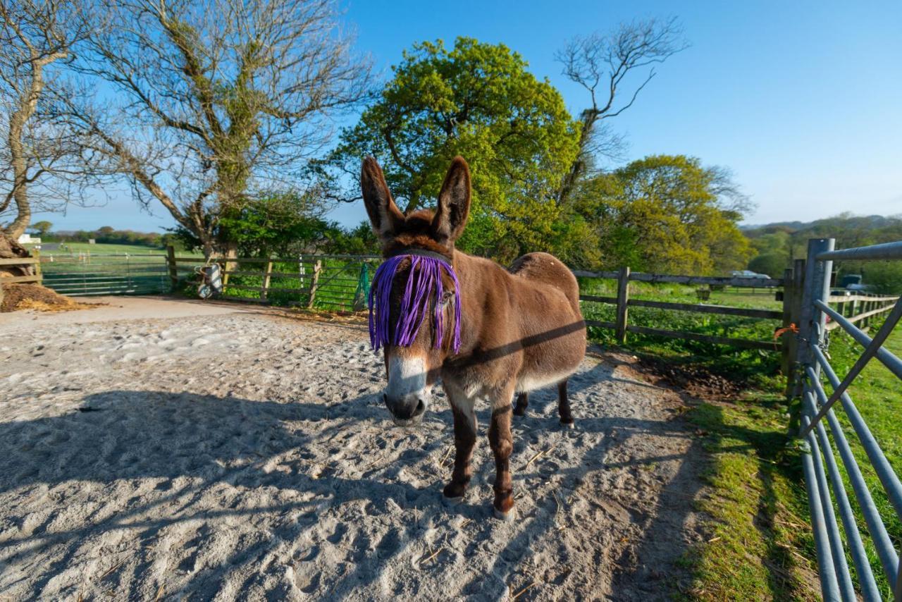 Beautiful Willow Lodge 67-4-6 Persons-Private Hot Tub-Pet Friendly-Tranquil Holiday Away From It All Yet Not Far To St Austell-The Holiday Home Has Two Bedrooms, Living & Dining Area, Equipped Kitchen -Decking-Al Fresco Dining-Fishing Lakes-Pet FrienGrampound エクステリア 写真
